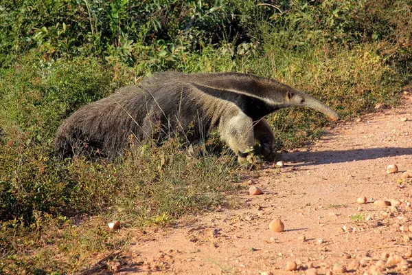 Giant Ant Eater