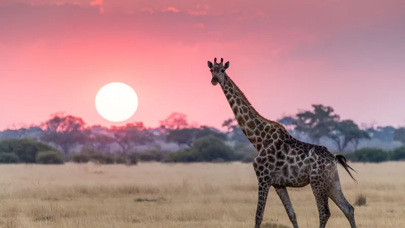 Giraffe and sunset Botswana Africa