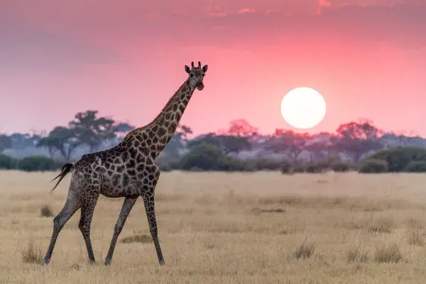 Giraffe and sunset Botswana Africa