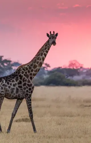 Giraffe and sunset Botswana Africa