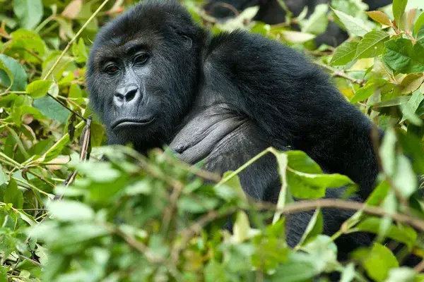 Gorilla in the middle of plants congo canva pro