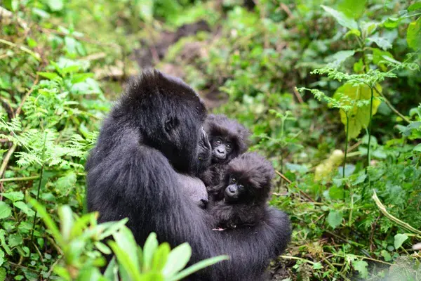 Gorilla Twins Gorilla Fund