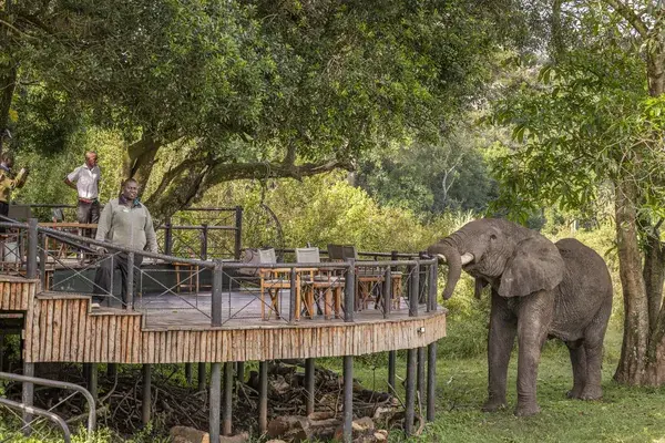 Governors camp elephant with staff
