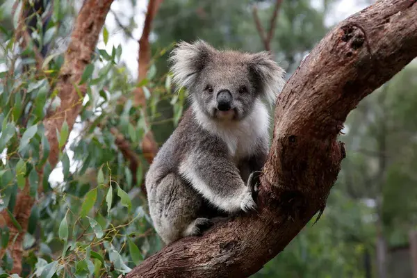 Healesville Sanctuary Koala