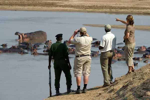 Hippos On A Walking Safari At Lion Camp