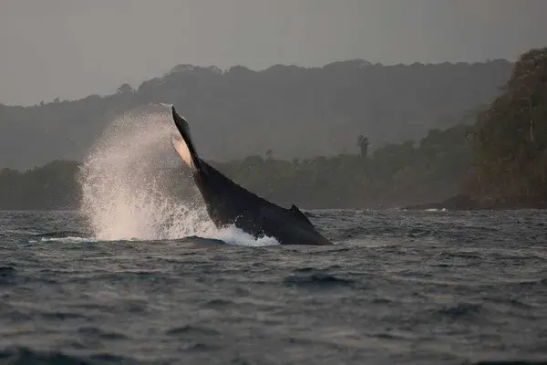 Humpback Whale