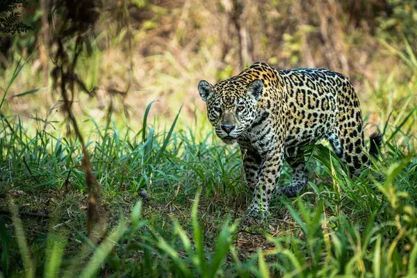 Jaguar Brazil 2