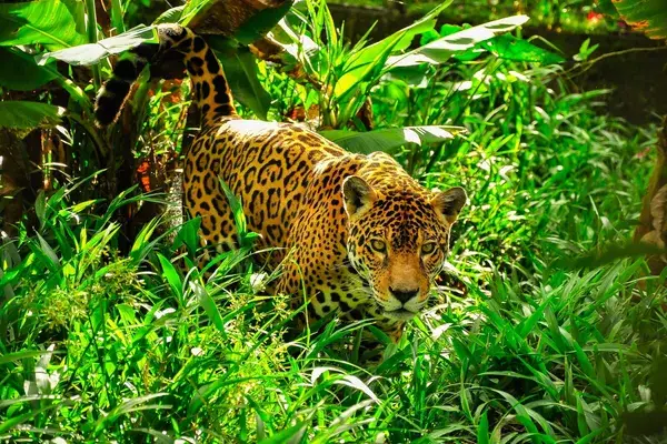 Jaguar in Brazilian Amazon Brazil Canva Pro
