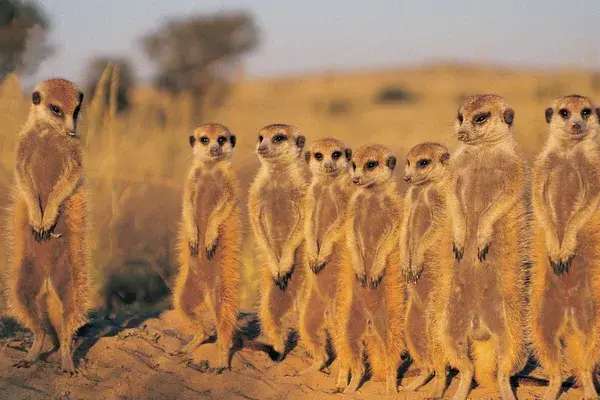 Kalahari desert Botswana