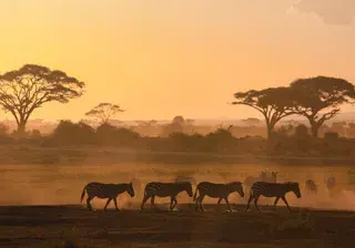 Kenya Africa Safari Canva pro