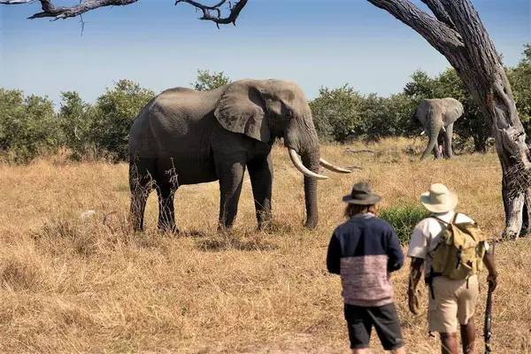 Khwai Tented Camp Moremi Reserve Botswana Walking Safari With Elephant 661