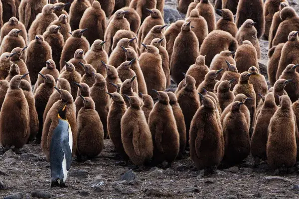 King penguin juveniles Falkland islands