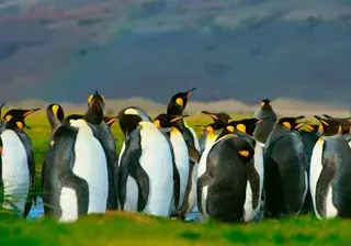 King Penguins Falkland Islands Canva Pro