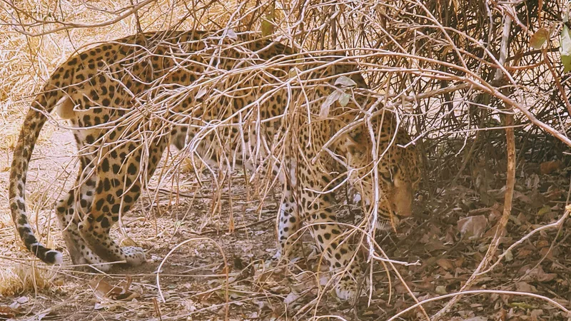 Leopard in South Luangwa Zambia Anna Campbell landscape