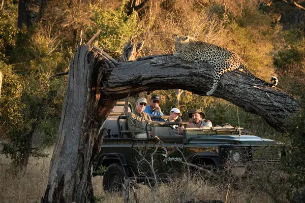 Leopard on Game drive
