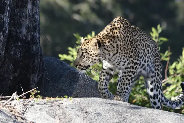 Leopard On Rocks