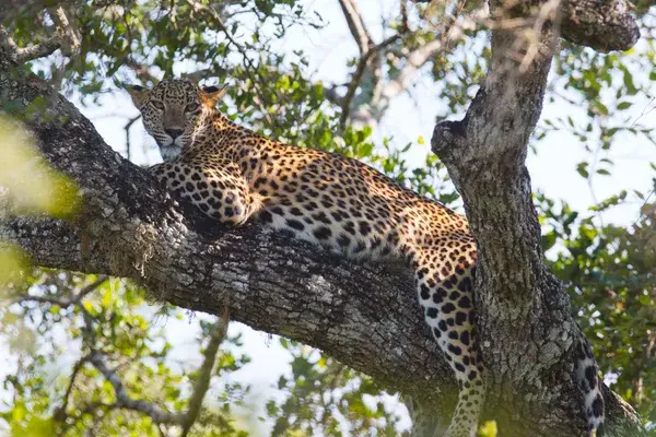 Leopard Relaxing On A Tree At  Yala