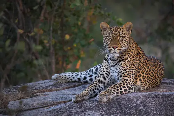 Leopard Sabi Sands