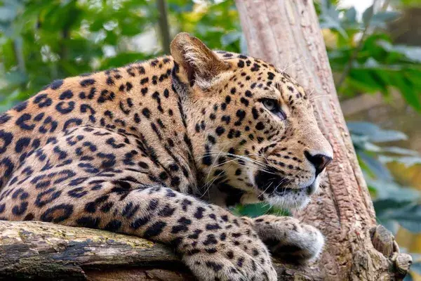 Leopard Sri Lanka