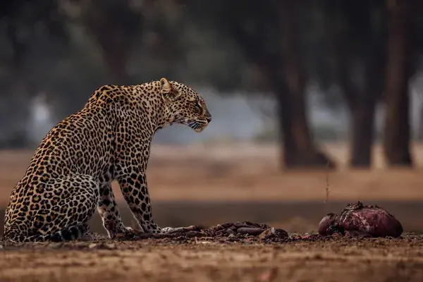 Leopard 1