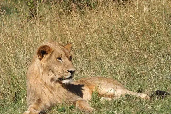 Lion 3