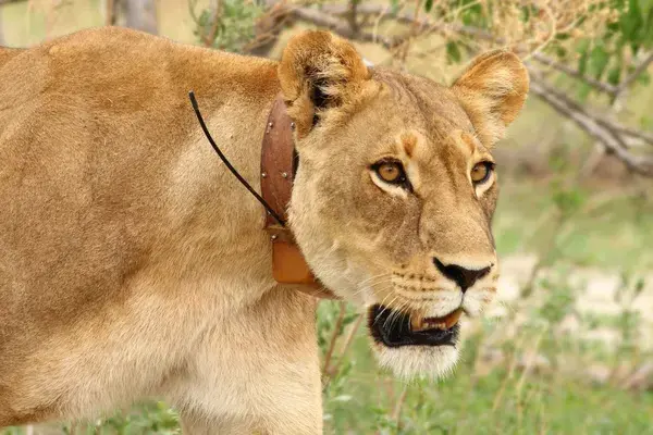Lion Collar