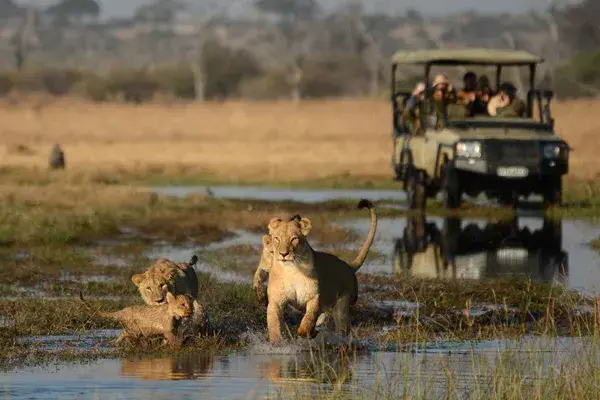 Lion Cubs Camp Moremi Moremi Game Reserve Boating Safaris 4 scaled Botswana
