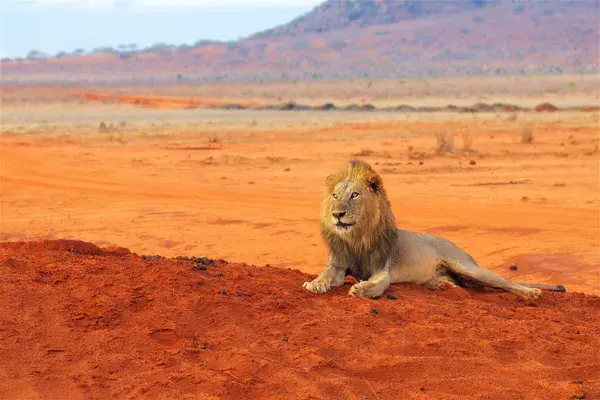 Lion In Tsavo