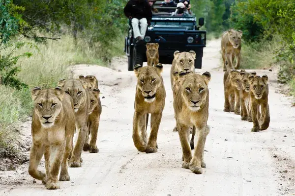 Lion Pride Sabi Sands