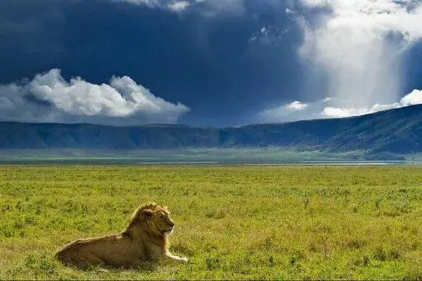 Lions Ngorongoro