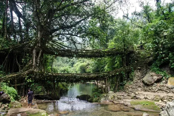 Living root bridge india
