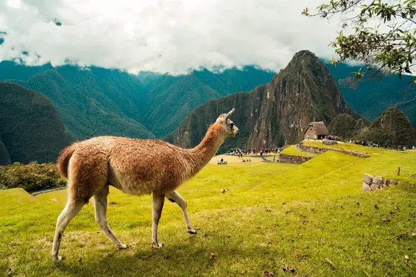 Llama Machu Picchu Peru min