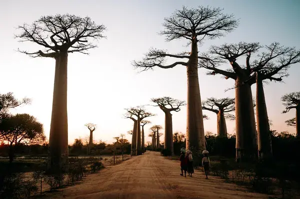 Madagascar baobab trees avif 2