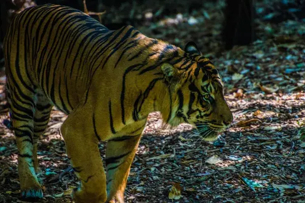 Malayan Tiger