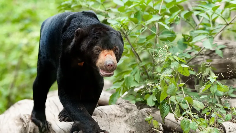 Malaysian Sun Bear