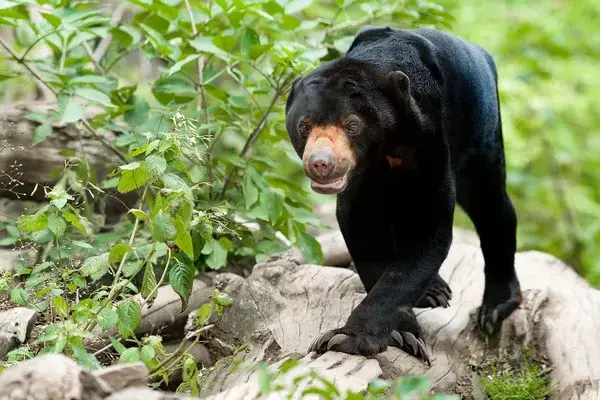 Malaysian Sun Bear