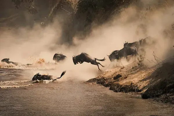 Masai Mara Wildebeest Migration Copy