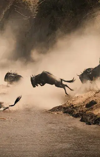 Masai Mara Wildebeest Migration Copy