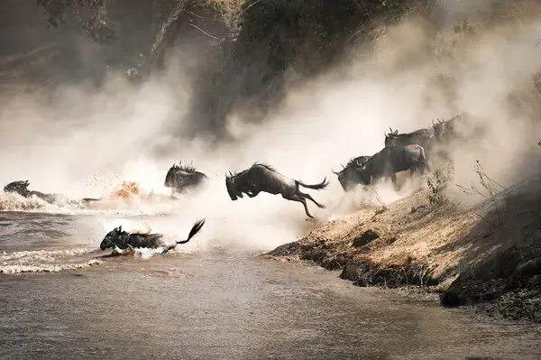 Masai Mara Wildebeest Migration