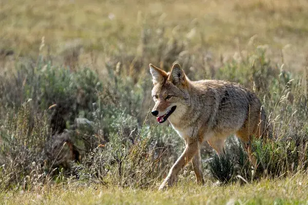 Medium RGB NAT HAB Coyote Myoming US