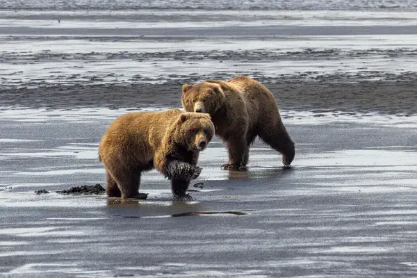 Medium RGB NAT HAB US Alaska Bear Camp Lake Clark National Park Brown Bear 2