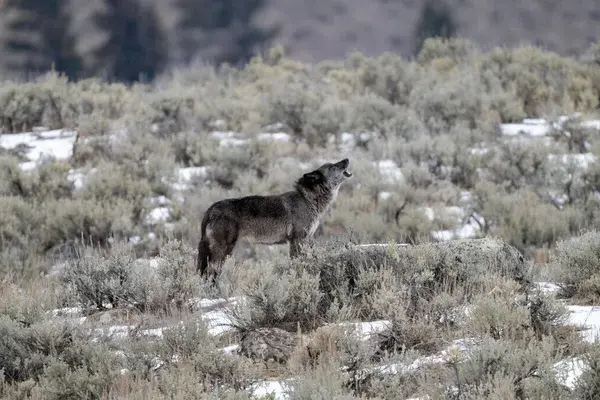 Medium RGB NAT HAB Wyoming Wolf