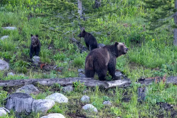 Medium RGB NAT HAB yelj Wyoming Black Bear