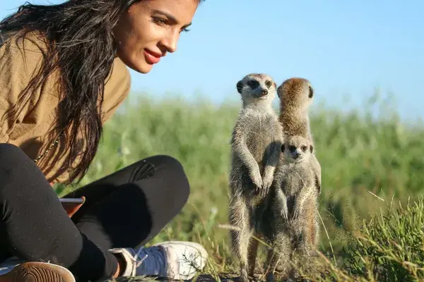 Meerkat Botswana