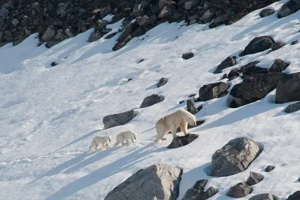Mother polar bear and cubs Svalbard Arctic Polar min