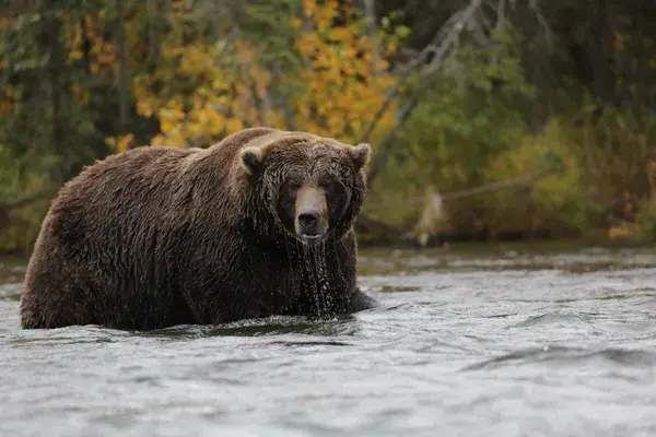 NAT HAB Bear in the the river simon krejcik Alaska