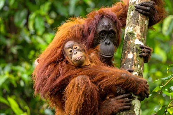 Orangutan borneo canva