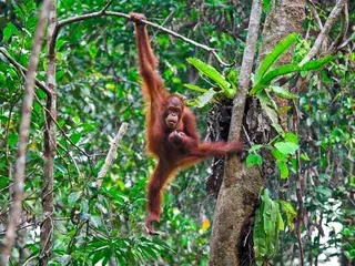 Orangutan swinging borneo