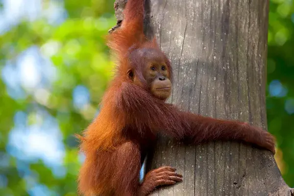 Orangutan Borneo Canva