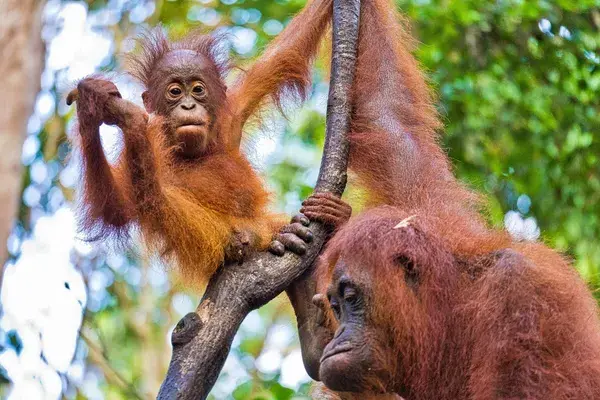 Orangutans Borneo